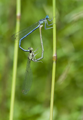 Pióronóg zwykły Platycnemis pennipes © Gucio_55