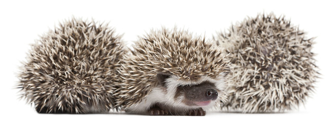Four-toed Hedgehogs, Atelerix albiventris, 3 weeks old