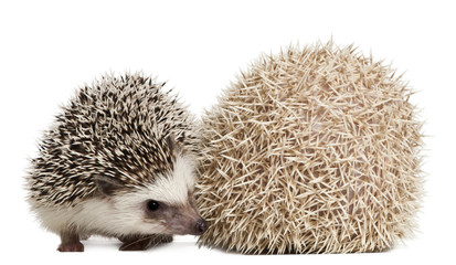 Four-toed Hedgehogs, Atelerix albiventris, 3 weeks old