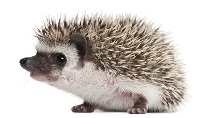 Four-toed Hedgehog, Atelerix albiventris, 3 weeks old