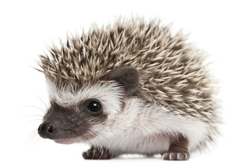 Four-toed Hedgehog, Atelerix albiventris, 3 weeks old