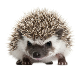 Four-toed Hedgehog, Atelerix albiventris, 3 weeks old © Eric Isselée