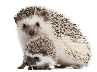 Four-toed Hedgehogs, Atelerix albiventris, 3 weeks old © Eric Isselée