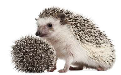 Four-toed Hedgehogs, Atelerix albiventris, 3 weeks old