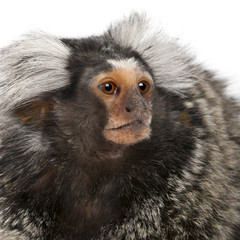 Common Marmoset, Callithrix jacchus, 2 years old
