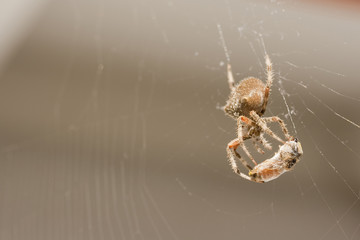 Spider