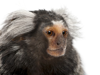 Common Marmoset, Callithrix jacchus, 2 years old