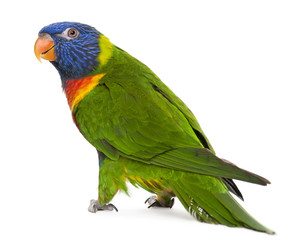 Rainbow Lorikeet, Trichoglossus haematodus, 3 years old