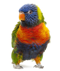 Rainbow Lorikeet, Trichoglossus haematodus, 3 years old