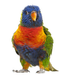 Rainbow Lorikeet, Trichoglossus haematodus, 3 years old