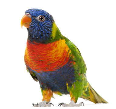 Fototapeta Rainbow Lorikeet, Trichoglossus haematodus, 3 years old