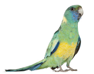 Male Australian Ringneck, Barnardius Barnardi Macgillivrayi