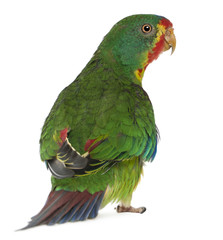 Obraz premium Swift Parrot, Lathamus discolor, 2 years old, standing