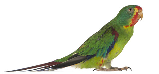Fototapeta premium Swift Parrot, Lathamus discolor, 2 years old, standing