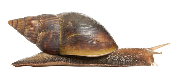 Giant African land snail, Achatina fulica, 5 months old