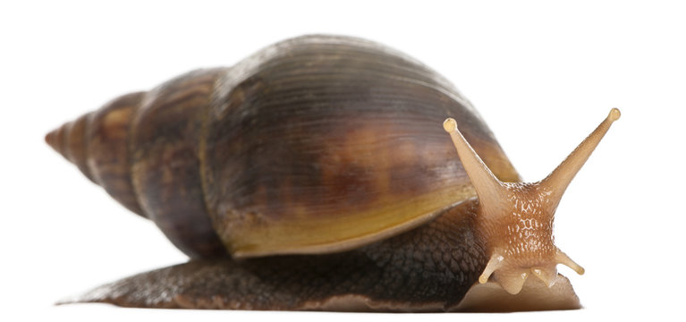 Giant African land snail, Achatina fulica, 5 months old