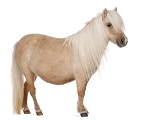 Obraz premium Palomino Shetland pony, Equus caballus, 3 years old, standing