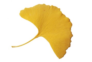 Feuille de ginkgo