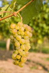 bunch of ripe grapes on grapevine right before harvest