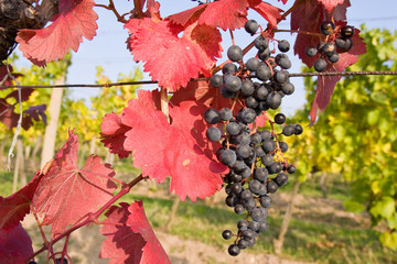 bunch of ripe grapes on grapevine right before harvest