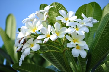 Obraz premium Plumeria