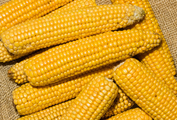 Maize ears on jute