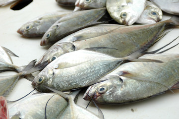 Fish in market