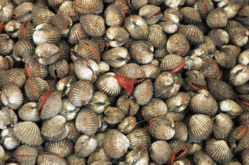 Seafood in the market