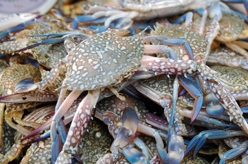 Seafood in the market