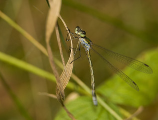 Pałątka mała Lestes virens
