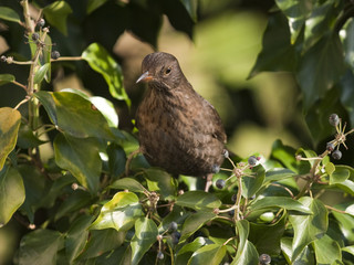 Turdus merula - Merle noir (f) - Blackbird (f)