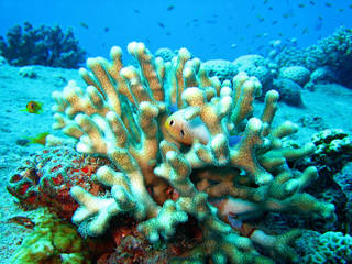 Arabischer Preussenfisch in Koralle