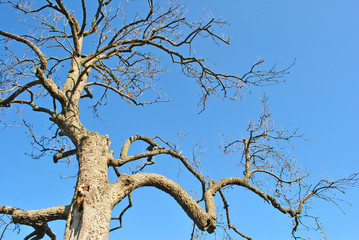 Dead Tree against the blue sky