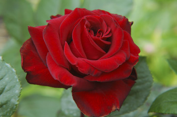Rote Rose