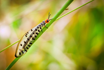 A macro shot of a lacewing, Callistoleon erythrocephalus
