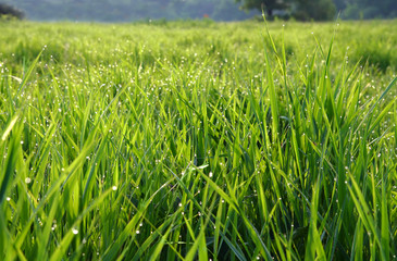grass with dew drops