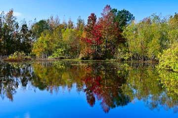 Obraz premium Peaceful fall scene of colorful trees and lake.