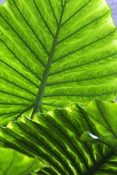tropical leaf detail green texture background