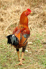 native domestic thai cock
