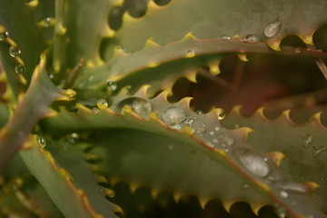 Aloe  gouttes