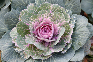 Pink ornamental cabbage