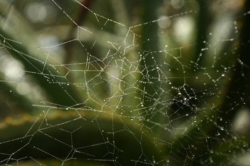 Toile d'araign&eacute;e