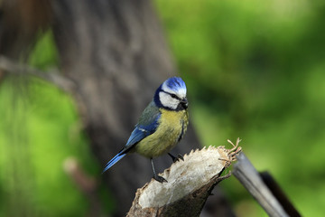 Blue tit sitting on old stump