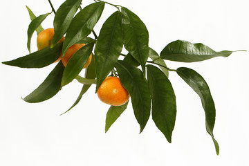 mandarini3