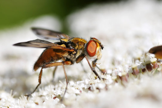 Macro d'une mouche sur une fleur blanche d'ombellifère