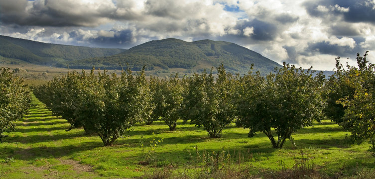 Alberi di nocciole