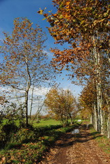 Fototapeta premium Sentiero autunnale