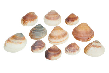 Shellfishes