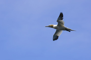 Gannet Flight