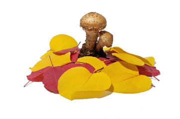 mushrooms and autumn leaves